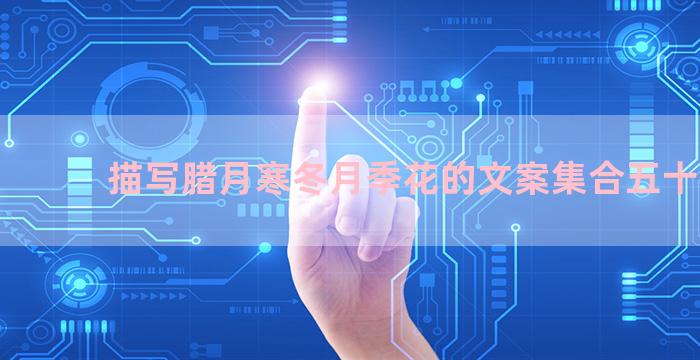描写腊月寒冬月季花的文案集合五十三句